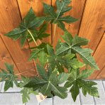 Papája Melónová (Carica papaya) - výška 50-60 cm, kont. C2L 